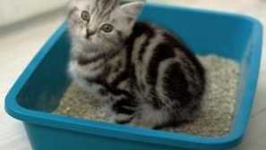 Какъв тоалетна пълнител на feller е по-добра, потребителски рецензии